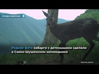 rare photos of musk deer with cubs were taken in the sayano-shushensky reserve